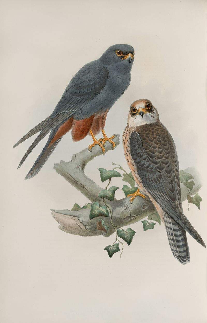 趣味の楽園株式会社 - Image 6